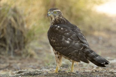 Genç erkek Kuzey Goshawk Akdeniz 'de bir çam ve meşe ormanında bir su birikintisinde yaz gününün son ışığında