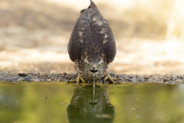 Genç erkek Kuzey Goshawk Akdeniz 'de bir çam ve meşe ormanında bir su birikintisinde yaz gününün son ışığında