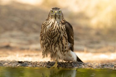 Young male Northern Goshawk at a watering hole in a Mediterranean pine and oak forest in the last light of a summer day clipart