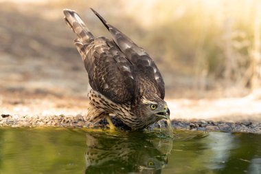 Young male Northern Goshawk at a watering hole in a Mediterranean pine and oak forest in the last light of a summer day clipart