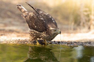 Young male Northern Goshawk at a watering hole in a Mediterranean pine and oak forest in the last light of a summer day clipart