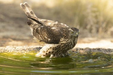 Genç erkek Kuzey Goshawk Akdeniz 'de bir çam ve meşe ormanında bir su birikintisinde yaz gününün son ışığında