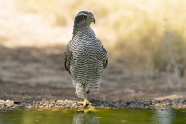 Sıcak bir yaz gününün son ışığında Akdeniz 'de bir çam ve meşe ormanında bir su birikintisinde kuzeyli dişi atmaca.