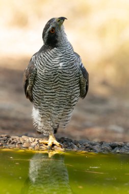 Sıcak bir yaz gününün son ışığında Akdeniz 'de bir çam ve meşe ormanında bir su birikintisinde kuzeyli dişi atmaca.