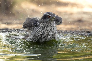 Yetişkin dişi Kuzeyli Şahin Akdeniz 'de bir çam ve meşe ormanında bir yaz gününün son ışığında içme ve banyo yapıyor.