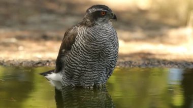 Orta İspanya 'nın Akdeniz' deki bir çam ve meşe ormanında sıcak bir yaz gününde bir su birikintisinde kuzeyli dişi atmaca.
