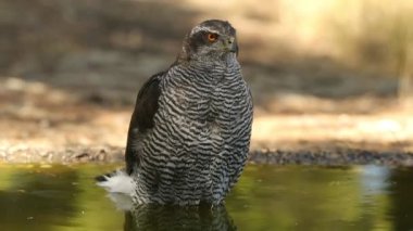 Orta İspanya 'nın Akdeniz' deki bir çam ve meşe ormanında sıcak bir yaz gününde bir su birikintisinde kuzeyli dişi atmaca.