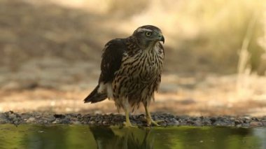 Akdeniz 'in meşe ve çam ormanlarından oluşan bir ormanın içindeki bir su noktasında yaz gününün son ışıklarıyla birlikte genç erkek kuzeyli çakallar.