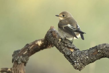 Bir sonbahar gününün ilk ışıklarıyla Akdeniz 'in çam ve meşe ağaçlarından oluşan ormanında uçan kelebek avcısı.