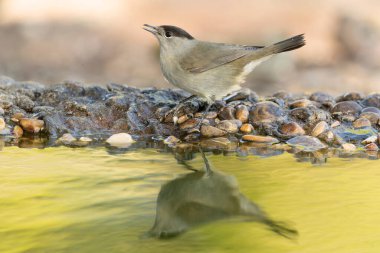 Common whitethroat in a Mediterranean pine and oak forest on a cloudy autumn day clipart