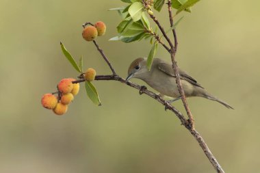 Female Common whitethroat in a Mediterranean forest with the last light of an autumn evening clipart