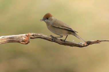 Female Common whitethroat in a Mediterranean forest with the last light of an autumn evening clipart