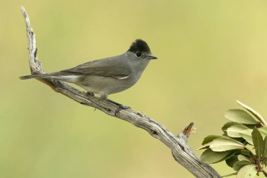 Bulutlu bir sonbahar gününde Akdeniz çam ve meşe ormanlarında yaygın beyaz boğaz