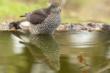 Yetişkin dişi Avrasyalı atmaca Akdeniz meşe ve çam ormanlarında bir su birikintisinde sonbahar gününün ilk ışıklarıyla