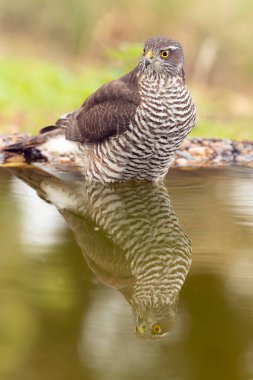 Adult female Eurasian sparrow hawk at a watering hole in a Mediterranean oak and pine forest at the first light of a late autumn day clipart