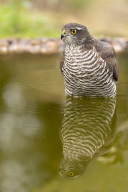 Yetişkin dişi Avrasyalı atmaca Akdeniz meşe ve çam ormanlarında bir su birikintisinde sonbahar gününün ilk ışıklarıyla