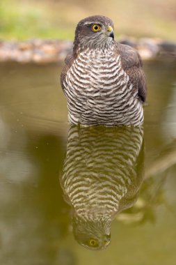 Yetişkin dişi Avrasyalı atmaca Akdeniz meşe ve çam ormanlarında bir su birikintisinde sonbahar gününün ilk ışıklarıyla