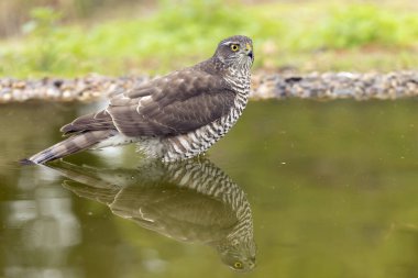Yetişkin dişi Avrasyalı atmaca Akdeniz meşe ve çam ormanlarında bir su birikintisinde sonbahar gününün ilk ışıklarıyla