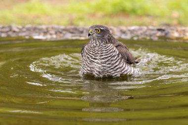 Yetişkin dişi Avrasyalı atmaca Akdeniz meşe ve çam ormanlarında bir su birikintisinde sonbahar gününün ilk ışıklarıyla