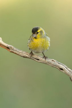 Akdeniz 'de bir çam ve meşe ormanında sabahın ilk ışıklarıyla avrasyalı bir erkek.