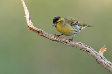Akdeniz 'de bir çam ve meşe ormanında sabahın ilk ışıklarıyla avrasyalı bir erkek.