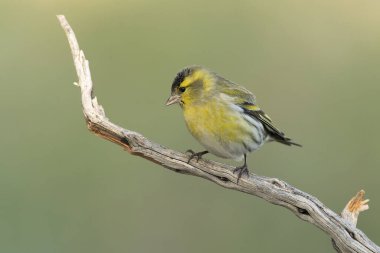 Akdeniz 'de bir çam ve meşe ormanında sabahın ilk ışıklarıyla avrasyalı bir erkek.