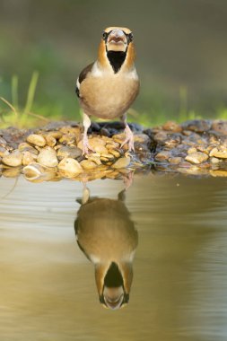 Male Hawfinch at a watering hole in a pine and oak forest at first light clipart