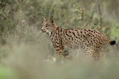 Young male Iberian Lynx hunting rabbits in a Mediterranean forest at the first light of a cold autumn day clipart