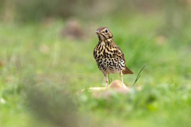 Song thrush in a Mediterranean forest with the last light of day clipart