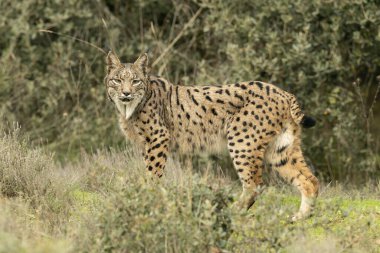 Adult female Iberian Lynx in a Mediterranean forest at the first light of a cold late autumn day clipart