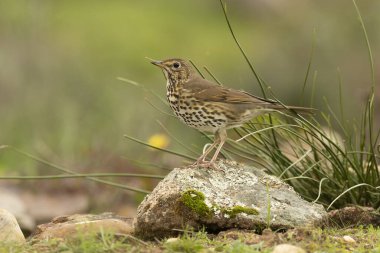 Song thrush in a Mediterranean forest with the last light of day clipart