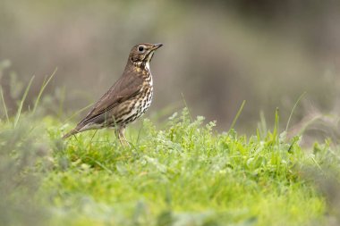 Song thrush in a Mediterranean forest with the last light of day clipart