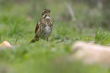 Günün son ışığında Akdeniz ormanlarında kızıl kanat