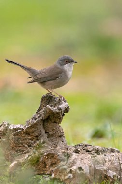 Akdeniz meşe ormanlarında günün ilk ışıklarıyla dişi sardalya bülbülü