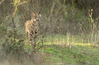Genç İber dişi Lynx Akdeniz meşe ormanında bir kış gününün ilk ışıklarıyla