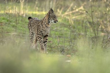 Genç İber dişi Lynx Akdeniz meşe ormanında bir kış gününün ilk ışıklarıyla