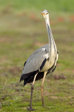 Grey heron in the first light of a late autumn day in a wetland area clipart