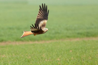 Akdeniz 'de bir çayırda sabahın ilk ışıklarıyla uçan kırmızı uçurtma