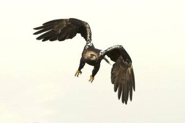 Yetişkin İspanyol İmparatorluk Kartalı Akdeniz 'de bir sonbahar gününün ilk ışıklarıyla uçuyor.