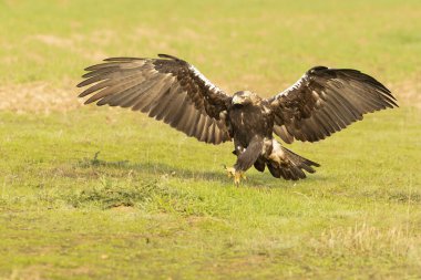 Yetişkin İspanyol İmparatorluk Kartalı gün doğumunun ilk ışıklarıyla Akdeniz çayırında