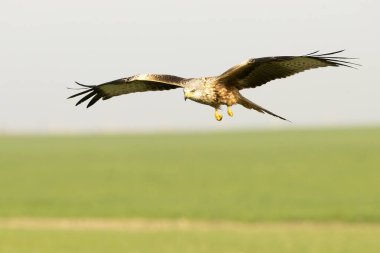 Akdeniz 'de bir çayırda sabahın ilk ışıklarıyla uçan kırmızı uçurtma