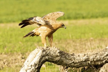 Two-year-old female Spanish Imperial Eagle in a Mediterranean pasture with the first light of sunrise clipart