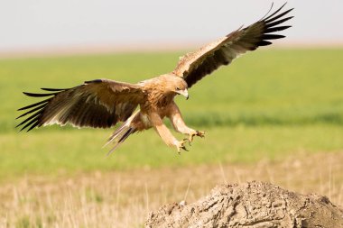 İspanya 'nın orta kesimindeki bozkırlarda sonbahar gününün ilk ışıklarıyla uçan iki yaşındaki İspanyol İmparatorluk Kartalı.