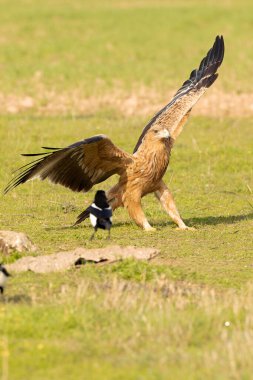 Two-year-old female Spanish Imperial Eagle in a Mediterranean pasture with the first light of sunrise clipart