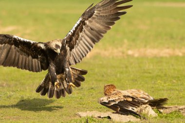 Soğuk bir sonbahar gününün ilk ışığında genç ve yetişkin İspanyol İmparatorluk Kartalı