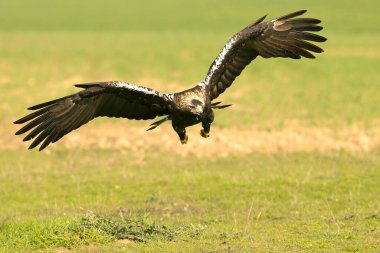 Yetişkin İspanyol İmparatorluk Kartalı Akdeniz 'de bir sonbahar gününün ilk ışıklarıyla uçuyor.
