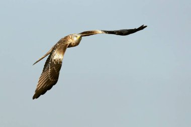 Akdeniz 'de bir çayırda sabahın ilk ışıklarıyla uçan kırmızı uçurtma