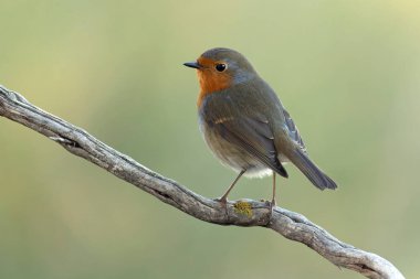 Avrupa bülbülü Akdeniz ormanlarında kışın son ışığında