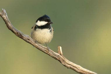 Coal tit in a Mediterranean pine and oak forest at the first light of a winter day clipart