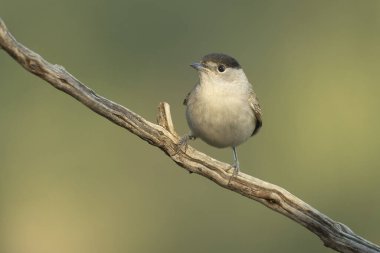 Common whitethroat at first light on an early winter morning in a pine and oak forest clipart